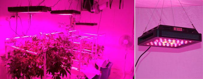 LED植物生长点效果实拍
